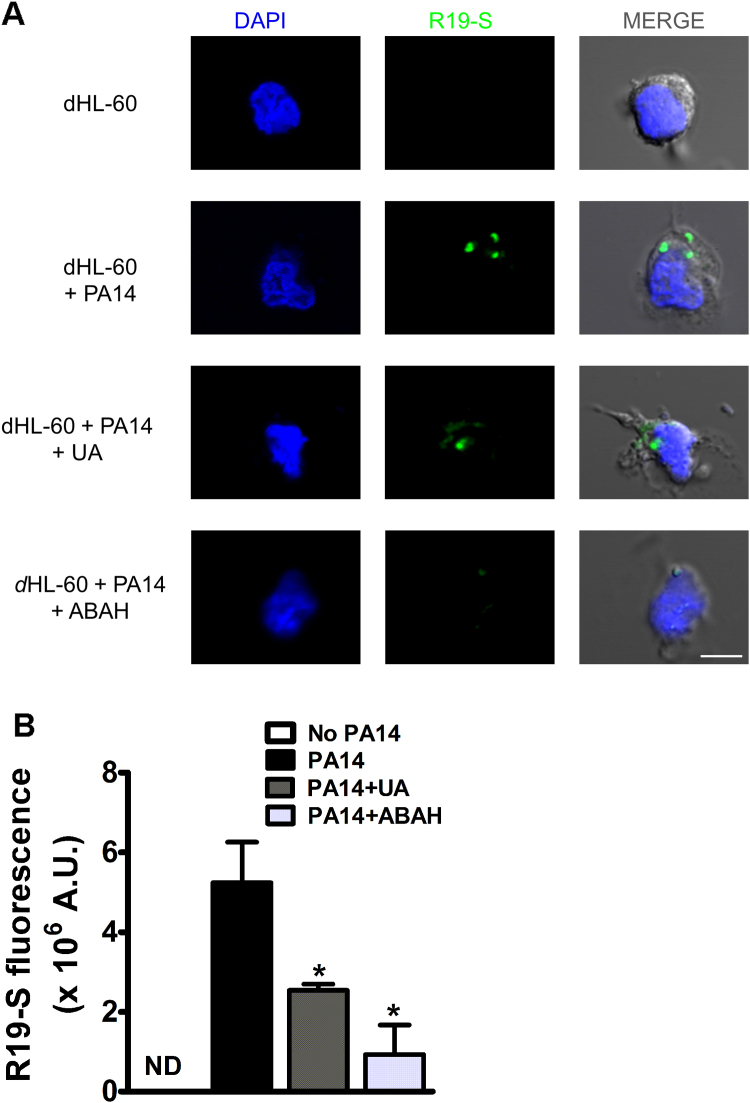 Fig. 4