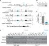 Figure 2. Generation and validation of Pkm1 conditional mice. A, A schematic showing the mouse Pkm locus, construct targeting Pkm1-specific exon 9, and the resulting targeted, floxed, and deleted Pkm1 alleles. The KpnI restriction enzyme sites used for Southern blot analysis are marked with “K,” and the new KpnI site introduced by the targeting vector is marked with “K*.” The location of the 5′ probe used for Southern blot analysis is also indicated, as are the locations of the genotyping primers (green arrows). B, Southern blot analysis of KpnI-digested genomic DNA from Pkm1+/+ (+/+), Pkm1+/fl (f/+), and Pkm1fl/fl (f/f) mice using the 5′ probe shown in A. Digestion of genomic DNA harboring the wild-type allele (+) yields an 8.3 kb fragment, whereas DNA harboring the floxed allele (f) yields a ∼5.0 kb fragment. C, Pkm1 mRNA levels in anterior prostate tissue from wild-type (WT) and Pkm1fl/fl PbCre4 (Pkm1pc–/–) mice as determined by qRT-PCR. Mean ± SD is shown (n = 5). The difference in expression between genotypes is significant (***, P < 0.001 by Student t test). D, Western blot analysis of PKM1 and PKM2 expression in the indicated tissues from WT and Pkm1pc–/– mice. WAT, white adipose tissue; DLP, dorsolateral prostate.