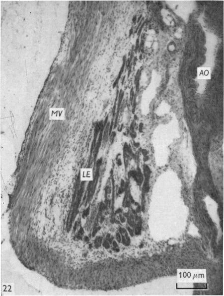 Fig. 22