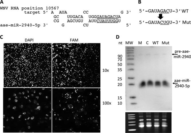 FIG 3