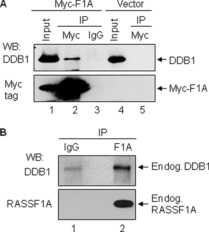 FIGURE 1.