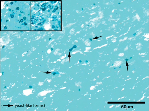 Figure 4: