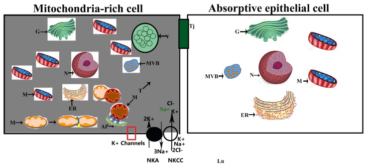 Figure 7