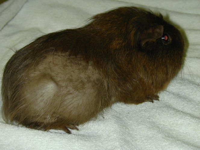 Fig. 11