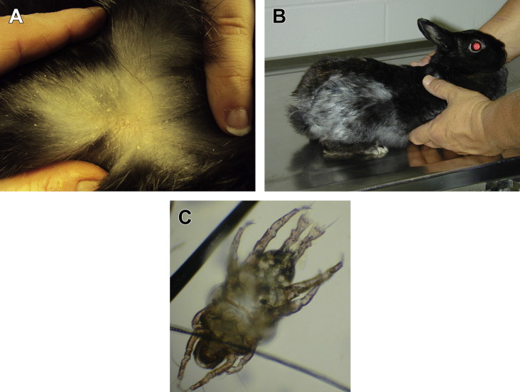 Fig. 9