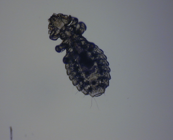 Fig. 10