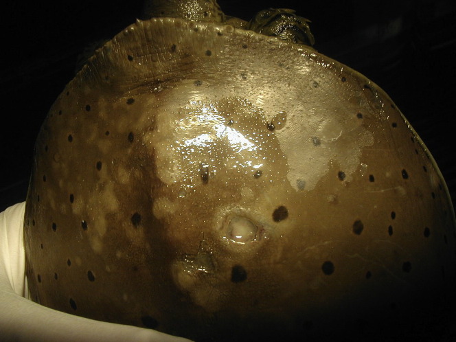Fig. 2