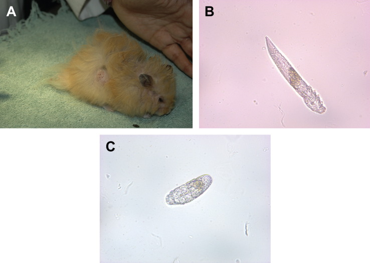 Fig. 12