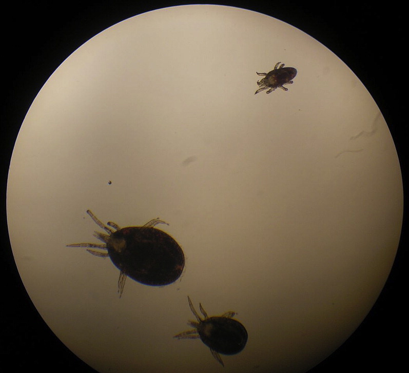 Fig. 4