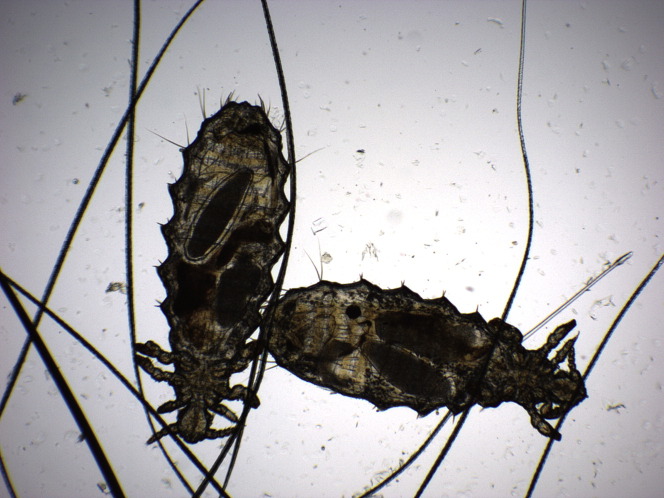 Fig. 14