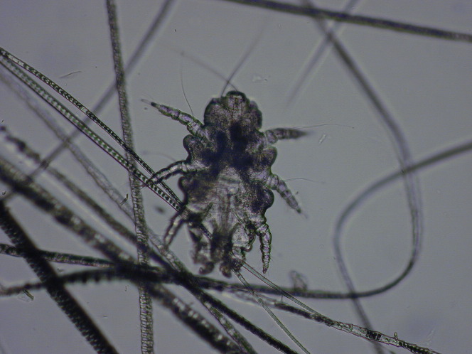 Fig. 13