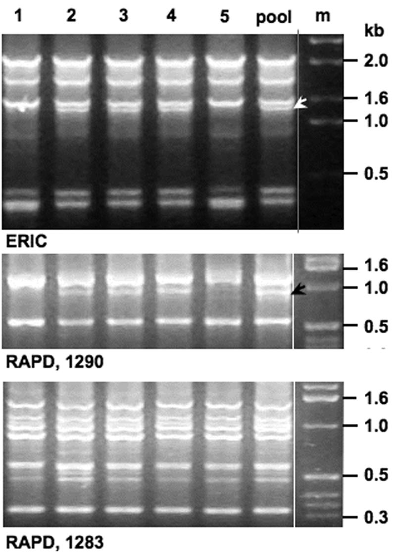 FIG. 1.