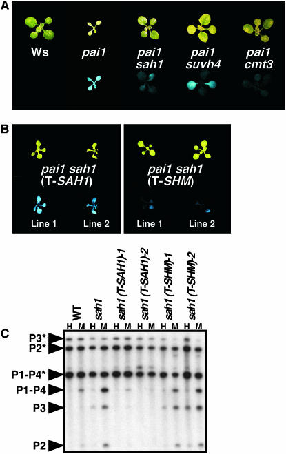 Figure 2.—