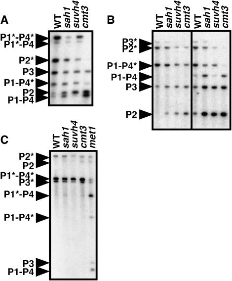 Figure 3.—