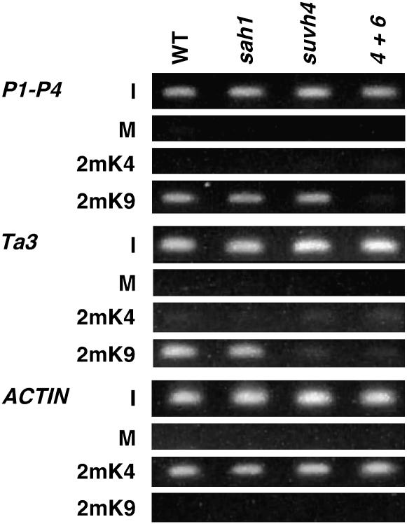 Figure 7.—