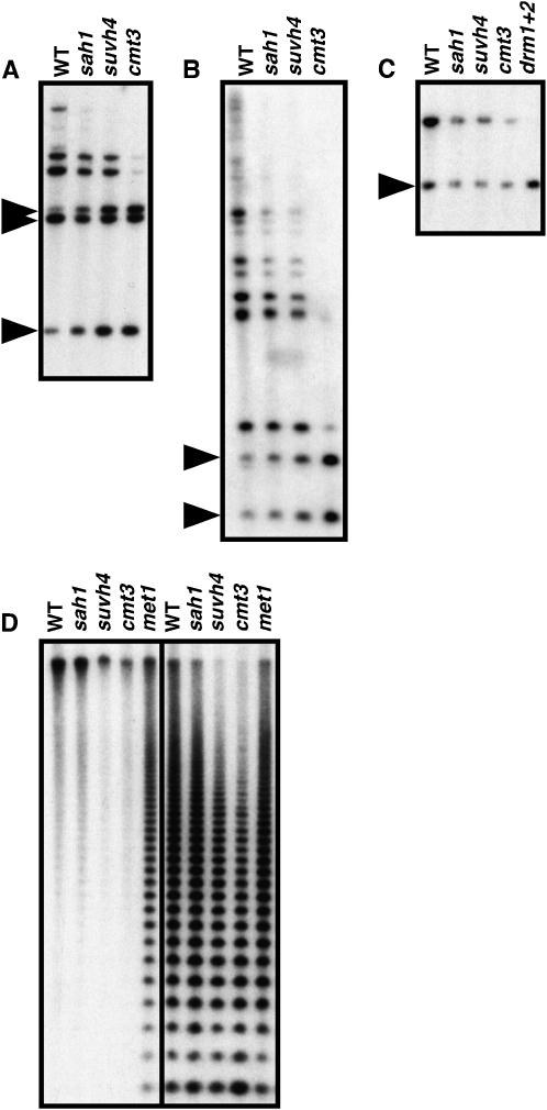 Figure 5.—