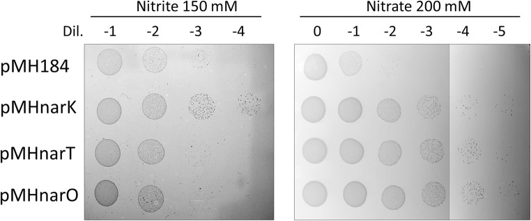 Fig. 5