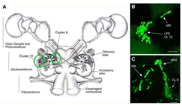 Fig. 1