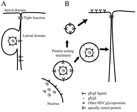 FIG. 7