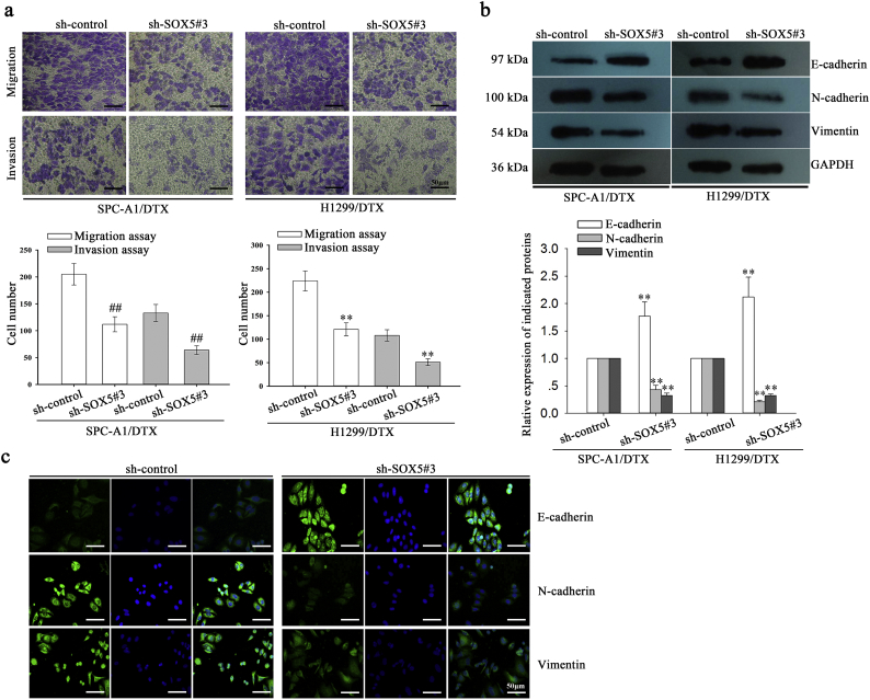 Supplementary Fig. 2