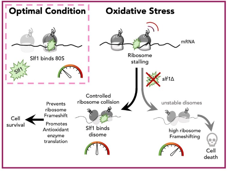 Graphical Abstract