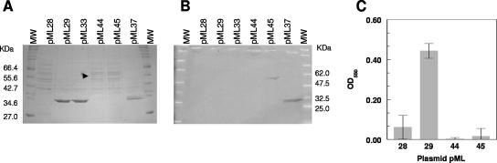 FIG. 7.