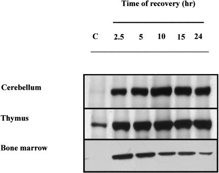 Fig 1.