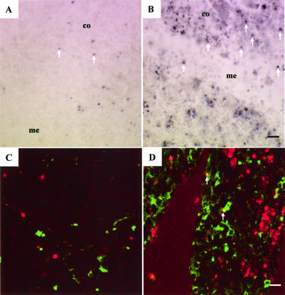 Fig 6.