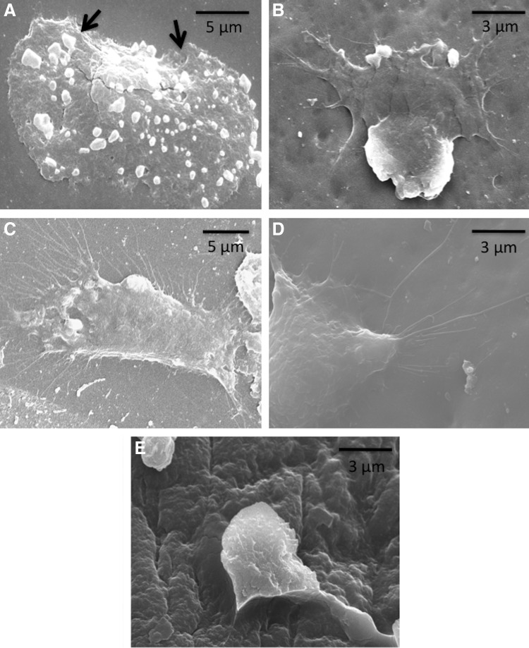 FIG. 5.