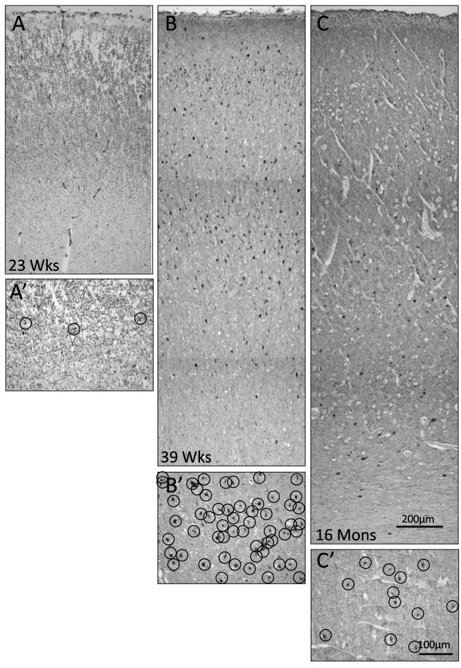 Figure 7