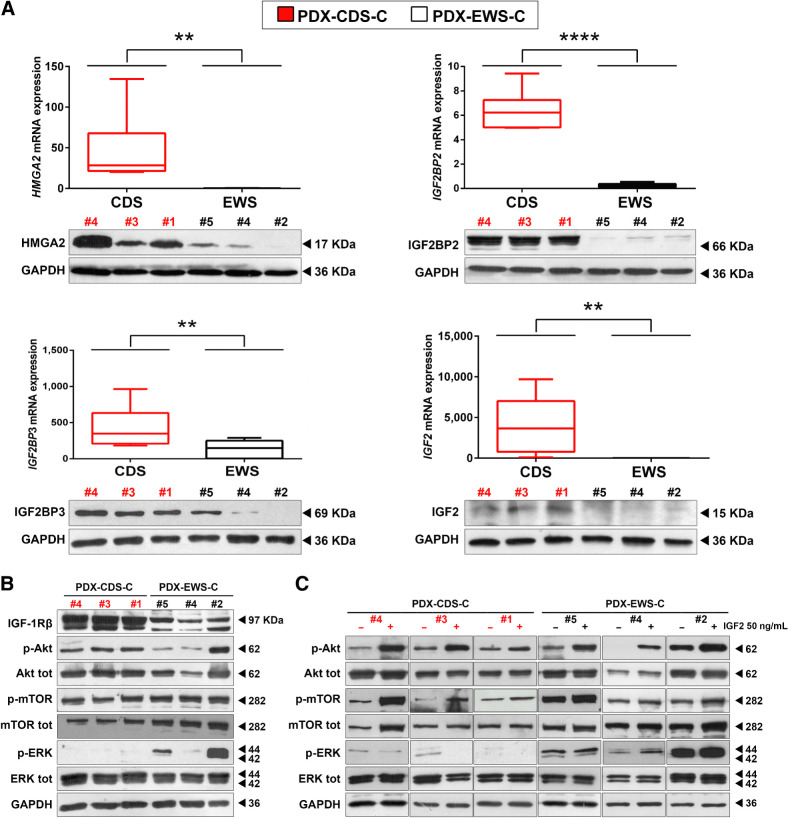 Figure 3. The HMGA2/IGF2BP2–3/IGF2 network is upregulated and sustains AKT pathway activity in CDS PDX-derived cell lines versus Ewing sarcoma PDX-derived cell lines. A, qRT-PCR (top) and Western blot (bottom) analysis of HMGA2, IGF2BP2, IGF2BP3, and IGF2 mRNA and protein in CDS PDX-derived cell lines versus Ewing sarcoma PDX-derived cell lines. Three independent biological replicates were performed for qRT-PCR and Western blotting. One representative immunoblot is shown. For qRT-PCR, the data represent the mean ± SE. **, P < 0.01; ****, P < 0.0001, Student t test comparing the CDS and Ewing sarcoma groups. GAPDH was used as a reference gene. B, Immunoblots showing the protein expression of IGF1R and the downstream mediators AKT and MAPK under basal conditions. Two independent experiments were performed. One representative immunoblot is shown. GAPDH was employed for normalization purposes. C, Immunoblots showing the expression of AKT and MAPK after serum starvation with or without subsequent stimulation with IGF2. Two independent experiments were performed. One representative immunoblot is shown. GAPDH was employed for normalization purposes.