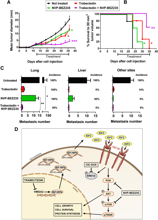 Figure 5. Efficacy of combined treatment with trabectedin and NVP-BEZ235 against CDS tumor growth and metastasis and schematic representation of the CDS-specific HMGA2/IGF2BPs/IGF2/IGF1R/AKT-mTOR pathway. A, Inhibition of PDX-CDS #4-C tumor growth after treatments with trabectedin and/or NVP-BEZ235. Significant reduction in tumor growth was observed after single treatments (*, P < 0.05, Student t test) but the inhibition increased after combination of the two drugs (significance was at least ***, P < 0.001, Student t test starting from day 23) or to single treatments (*, P < 0.05). Points, tumor diameter means (calculated as geometric mean in mm); bars, SE. Drugs were administered as indicated in the Supplementary Material and Methods. B, Tumor-free survival curves of mice treated with trabectedin and/or NVP-BEZ235. Kaplan–Meier curves and Mantel–Cox tests (compared with untreated mice) are shown: *, P < 0.05; **, P < 0.01. C, Inhibition of PDX-CDS#4-C experimental metastases to the lungs, liver, and other sites (mainly interscapular adipose tissue and lymph nodes) after treatments with trabectedin and/or NVP-BEZ235, starting from 7 days after intravenous cell injection. All of the treated groups developed a significantly lower number of metastases than untreated mice by the nonparametric Mann–Whitney test (P < 0.01; n = 7 for untreated control group and trabectedin; n = 5 for NVP-BEZ235; n = 6 for the combination Trabectedin + NVP-BEZ235). In the lung, the combined treatment led to a significant lower number of metastases compared with trabectedin (*, P < 0.05), or with NVP-BEZ235 (**, P < 0.01) as single agents. Bars, metastasis number means and SE. Incidence of mice with metastasis to the different sites (mice with metastasis/total number of mice per group) is reported as percentage. D, In the nucleus, high expression of HMGA2 favors the transcription of IGF2BP2 and IGF2BP3. In the cytoplasm, IGF2BP2 and IGF2BP3 directly bind to and stabilize IGF2 and IGF1R mRNAs, which subsequently activate IGF1R signaling. The repression of MAPK signaling by the CIC-DUX4 fusion protein renders CDSs mainly dependent on the AKT/mTOR pathway. Trabectedin can impair HMGA2 activity by preventing its binding to promoters, thus inhibiting the transcription of its targets IGF2BP2 and IGF2BP3 and decreasing IGF2/IGF1R signaling. NVP-BEZ235 is a dual PI3K/mTOR inhibitor used in phase II clinical trials. The combination of trabectedin with NVP-BEZ235 synergistically inhibits tumor growth.