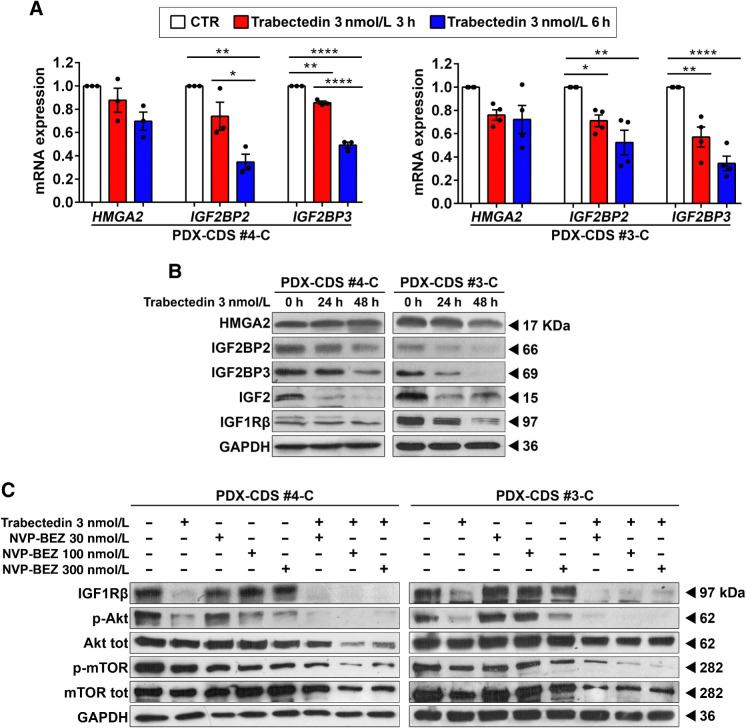 Figure 4. Trabectedin impairs the HMGA2/IGF2BP2–3/IGF network and inhibits AKT pathway activity in combination with NVP-BEZ235 treatment. A and B, qRT-PCR analysis of HMGA2/IGF2BP2–3 mRNA expression (A) and Western blot analysis of HMGA2/IGF2BP2–3/IGF2/IGF1R protein expression (B) in PDX-CDS#4-C and PDX-CDS#3-C cells treated with 3 nmol/L trabectedin for the indicated time. At least three independent biological replicates were performed. One representative immunoblot is shown. For qRT-PCR, the data represent the mean ± SE. *, P < 0.05; **, P < 0.01; ****, P < 0.0001, one-way ANOVA. Each dot represents an independent experiment. GAPDH was used as a reference gene. C, Western blot analysis showing activation of IGF1R and the downstream mediator AKT in PDX-CDS#4-C and PDX-CDS#3-C cells treated with 3 nmol/L trabectedin for 24 hours with or without a subsequent 24 hours treatment with different doses of NVP-BEZ235. Three independent biological replicates were performed. One representative immunoblot is shown. GAPDH was employed for normalization purposes.