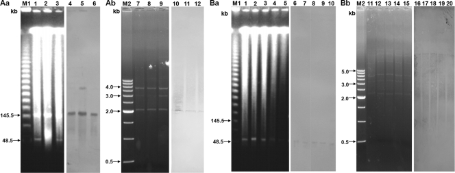 FIG. 3.