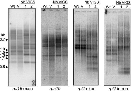 FIGURE 4.