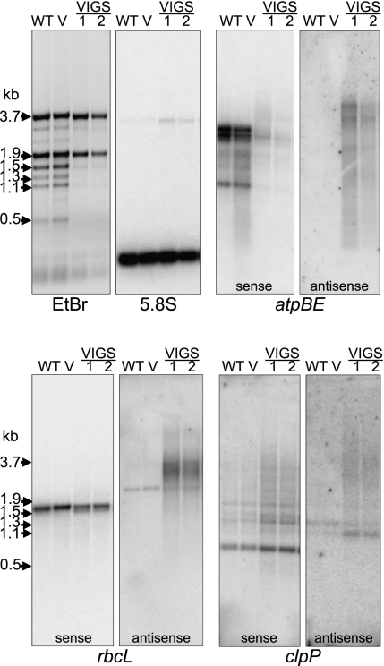 FIGURE 5.