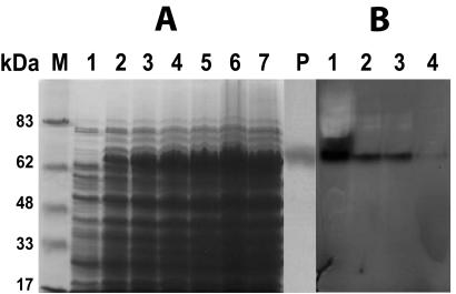 FIG. 5.