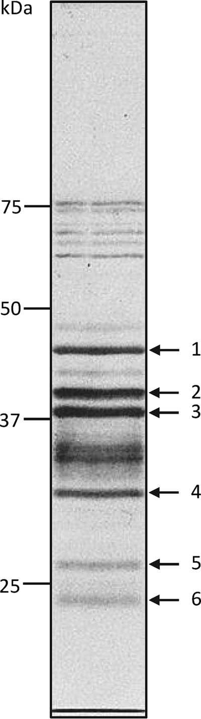 FIG 2