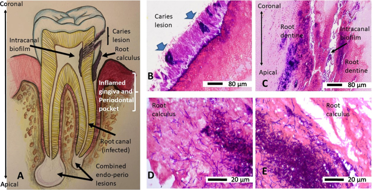 Fig. 4