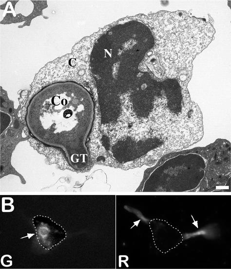 FIG. 9.