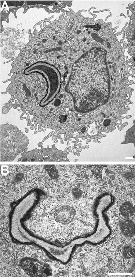 FIG. 6.