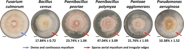 Fig 6