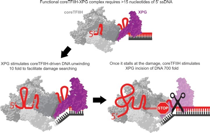 Graphical Abstract