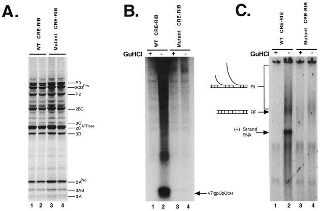 FIG. 2.