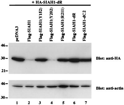 FIG. 7