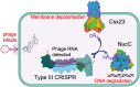 Graphical Abstract