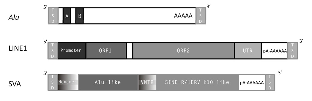 Box 1, Figure A