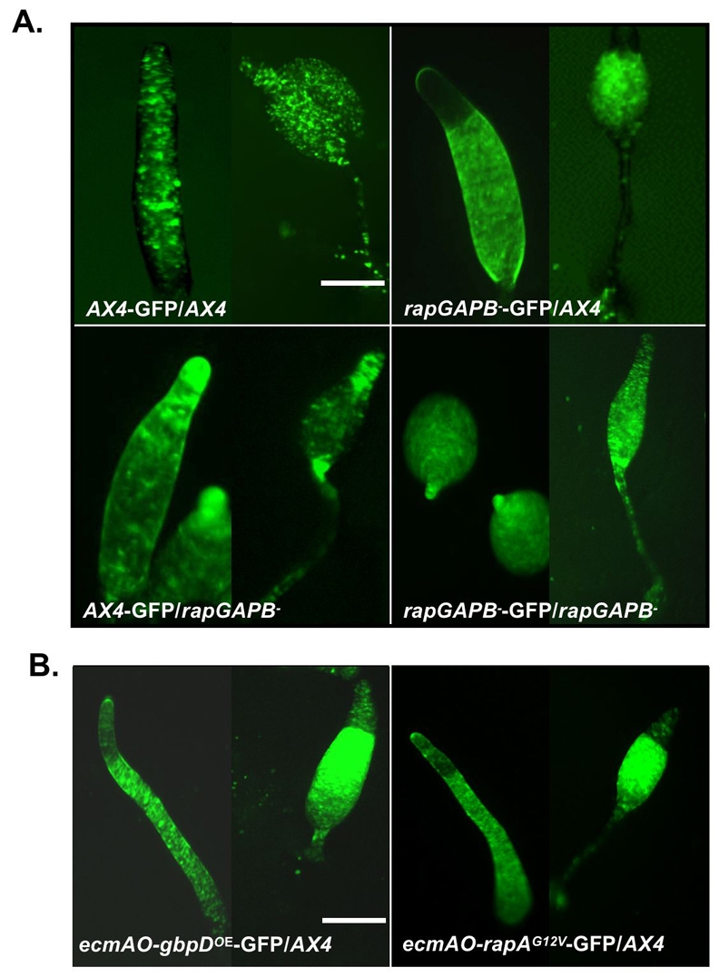 Fig. 6.