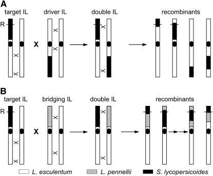 Figure 3.—