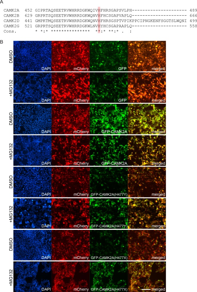 Figure 3—figure supplement 1.